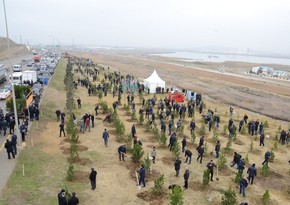 Bakıda ağacəkmə aksiyaları keçirilib