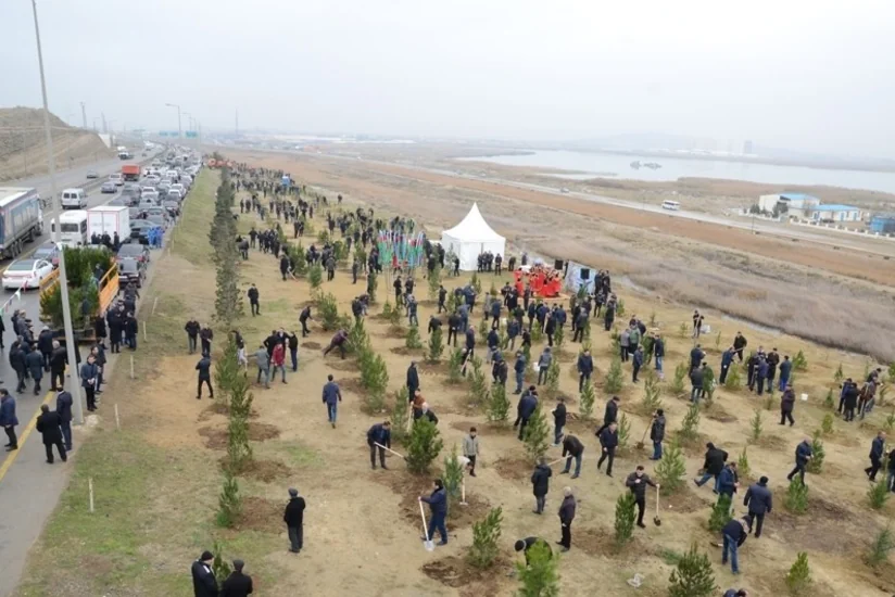 Bakıda ağacəkmə aksiyaları keçirilib