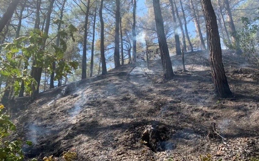 Sibirdəki meşə yanğınları Avrasiyada temperaturu 0,3 dərəcə aşağı sala bilər