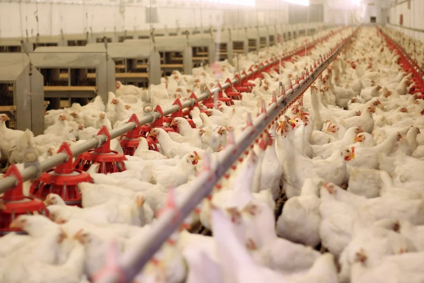 Azərbaycan Türkiyədən diri quş, quş məhsulları və yumurta idxalını dayandırıb