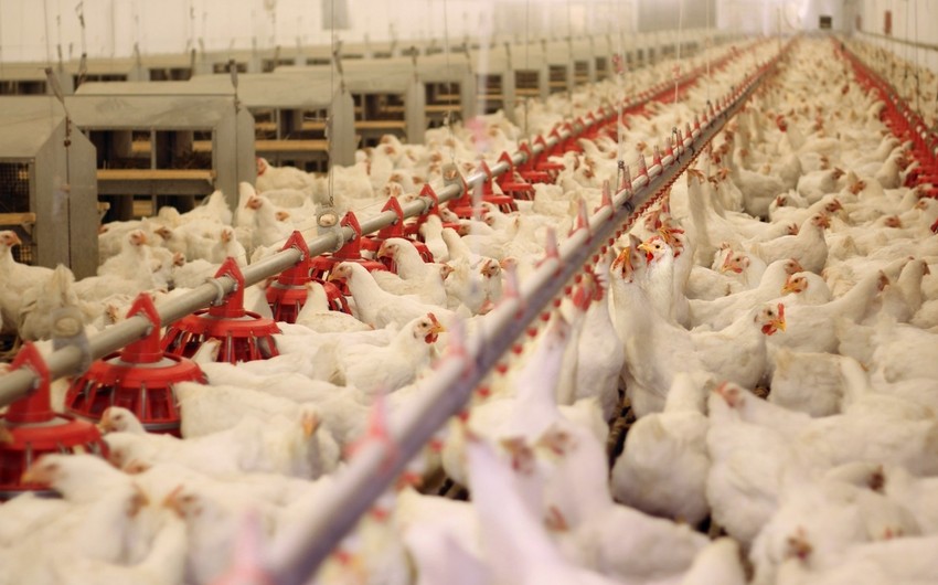 Azərbaycan Türkiyədən diri quş, quş məhsulları və yumurta idxalını dayandırıb