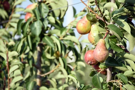 Dünyanın ən gözəl və üstün Qarabağ atları - REPORTAJ