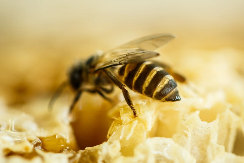 Azərbaycanın Gürcüstanla sərhədyanı ərazilərində arılar kütləvi qırıla bilər?