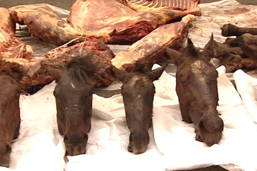 В Кюрдамире выявлено 150 кг мяса лошадей, планирующегося на продажу