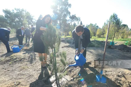 Gəncədə Zəfər Günü münasibətilə ağacəkmə aksiyası keçirilib