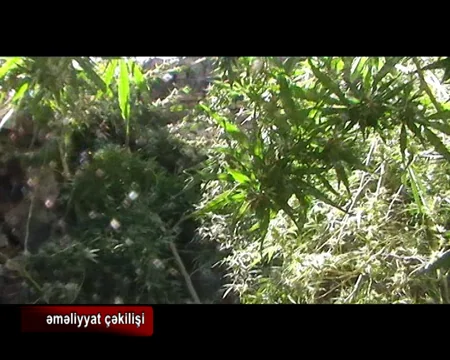Sumqayıtda narkotik maddələrin qanunsuz dövriyyəsinə qarşı xüsusi əməliyyat həyata keçirilib - FOTO