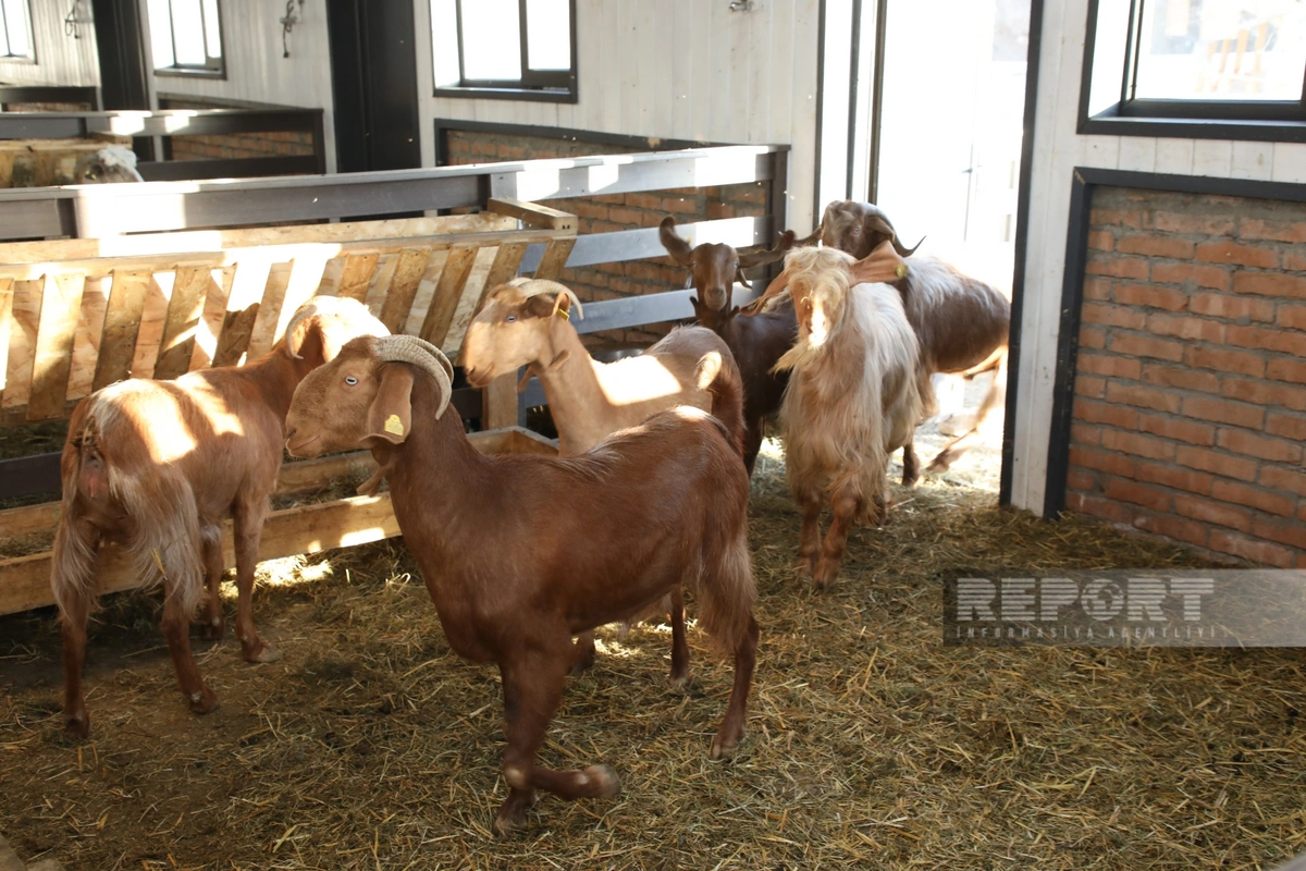 130 kq çəki, günə 6 litrə qədər süd - Laçındakı müasir keçi fermasından - REPORTAJ