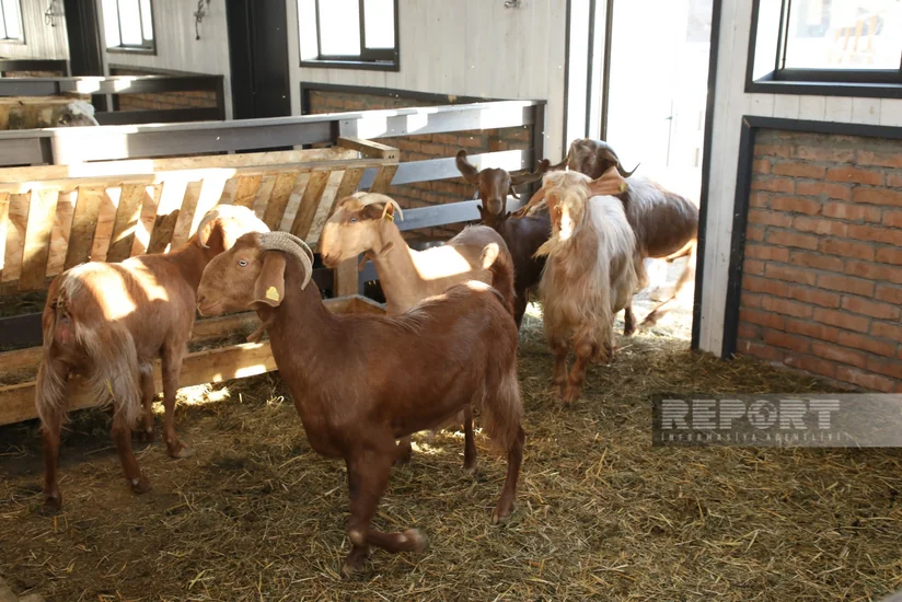 Селекционный центр в Лачыне возрождает традиции животноводства