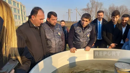 Masallıda Viləş çayına 87 min balıq körpəsi buraxılıb