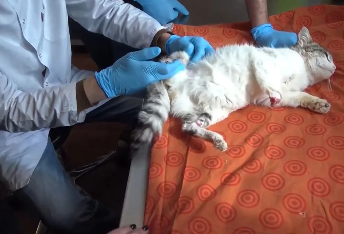 Polis pişiyin ayaqlarının kəsilməsi ilə bağlı araşdırmalara başladı