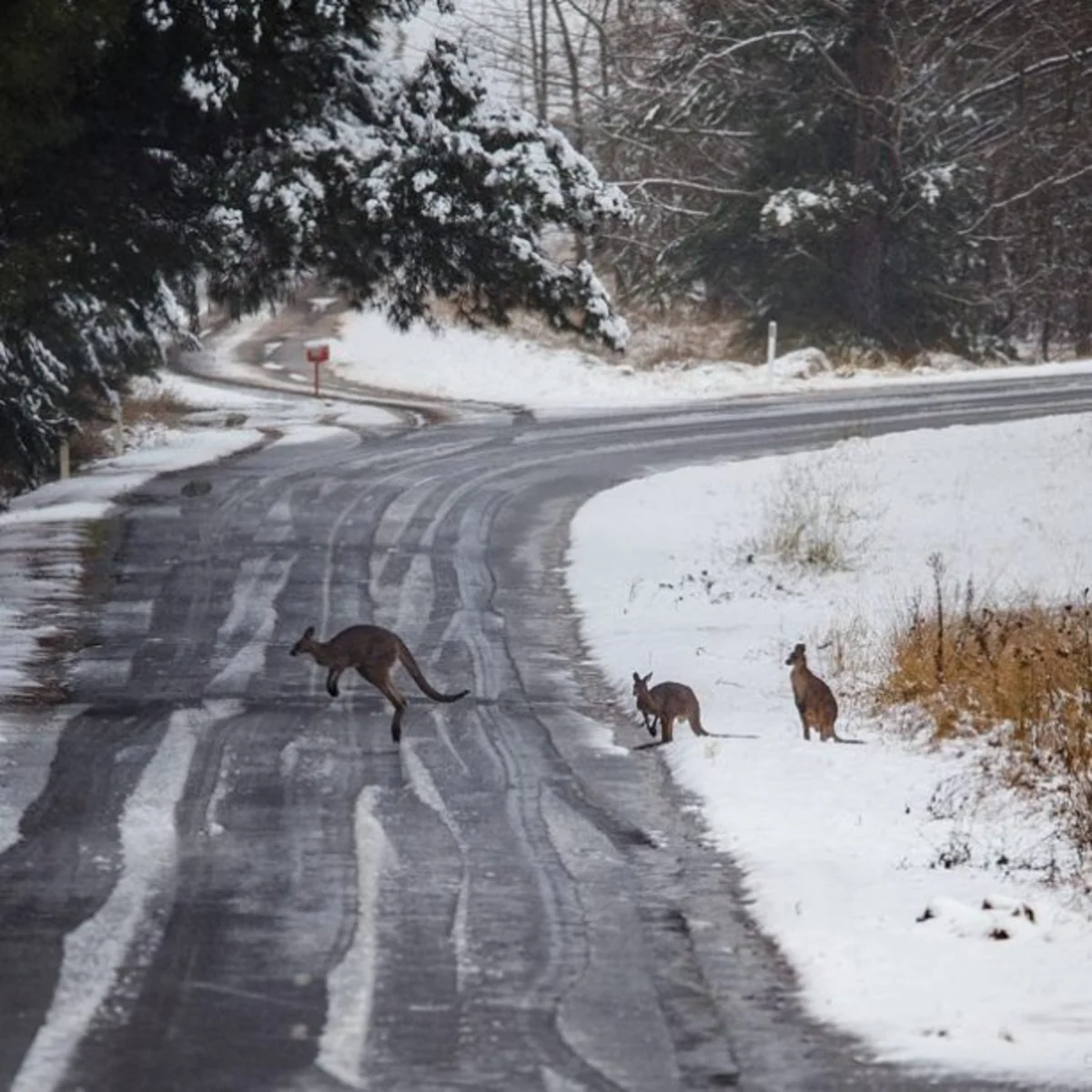 Snow in Austraila: isy cold snap