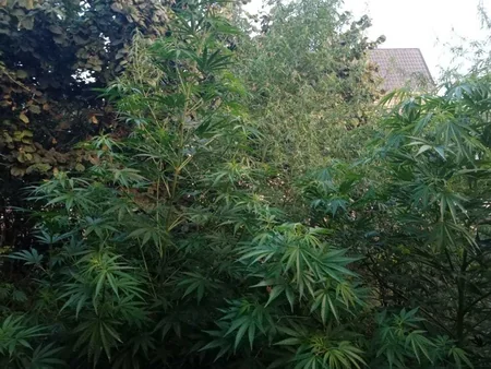 Göygöl sakininin evindən narkotik və sursat aşkarlanıb