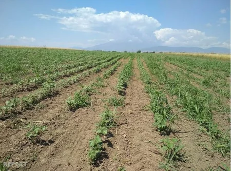 Tərtərdə pambıq sahəsində 14 nəfər zəhərlənib - FOTO