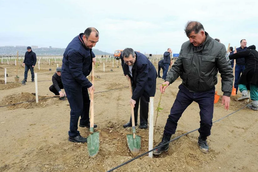 Nazirlər Kabineti Aparatının əməkdaşları ağac əkiblər