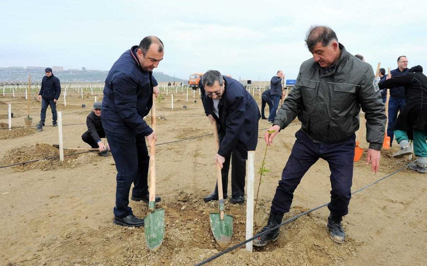 Nazirlər Kabineti Aparatının əməkdaşları ağac əkiblər