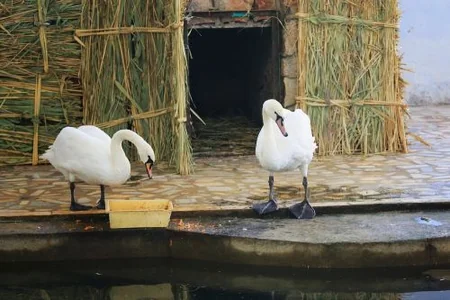Bakı Zooloji Parkı Daşkənd Zooparkına iki ayı verib