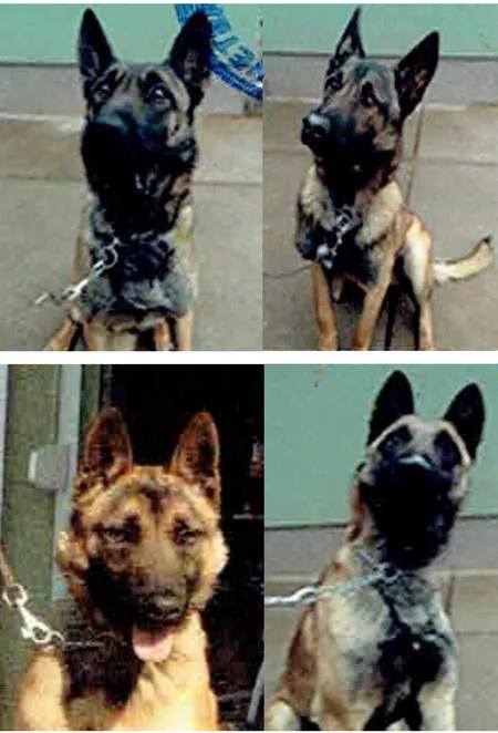 ABŞ ANAMA-ya minaaxtaran itlər hədiyyə edib