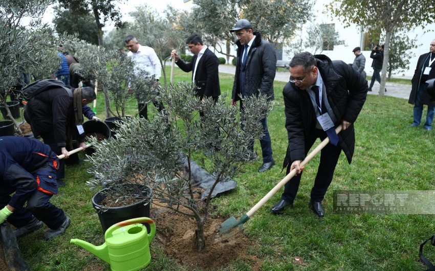 Qərbi Azərbaycana qayıdış üzrə beynəlxalq konfransın iştirakçıları Zirədəki Ekoparkda ağaclar əkiblər
