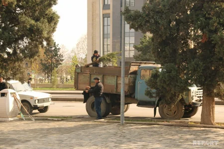 Gəncədə “Hər ailə ağac əksin” aksiyası keçirilib - VİDEO - FOTO - YENİLƏNİB