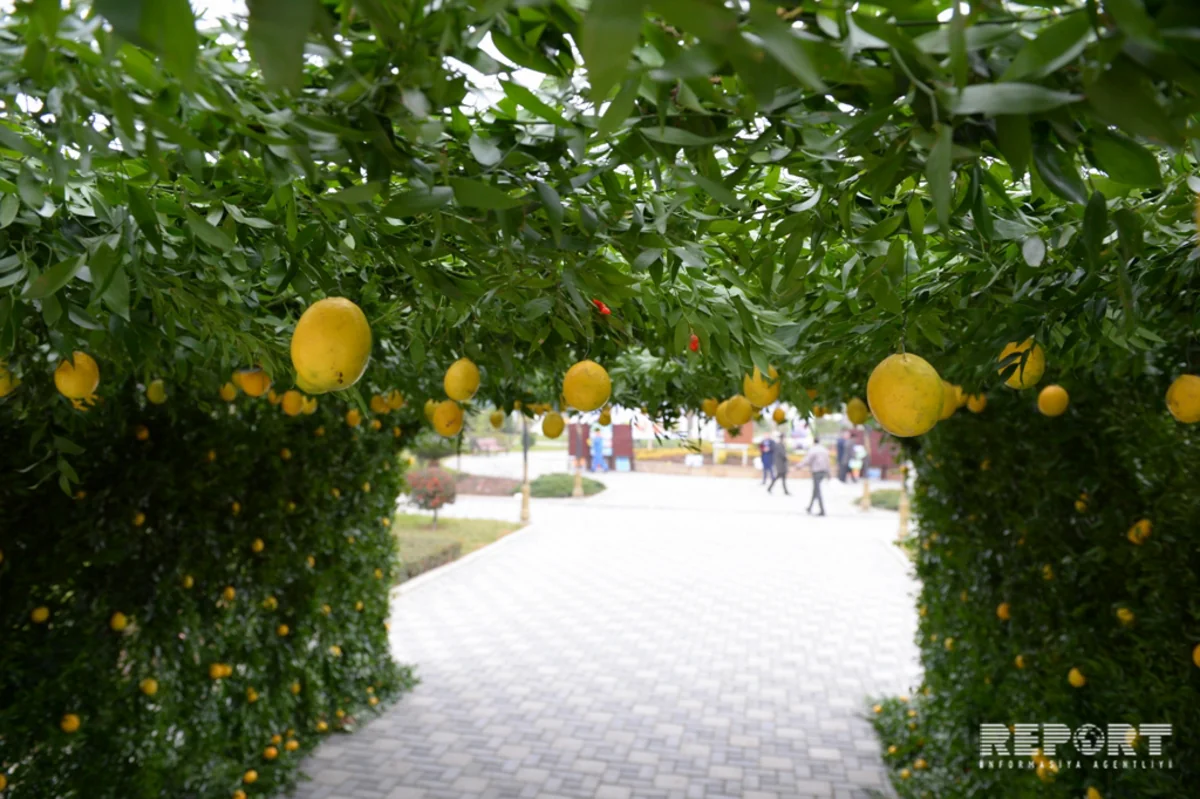 Lankaran hosts Tea, Rice and Citrus fruits Festival