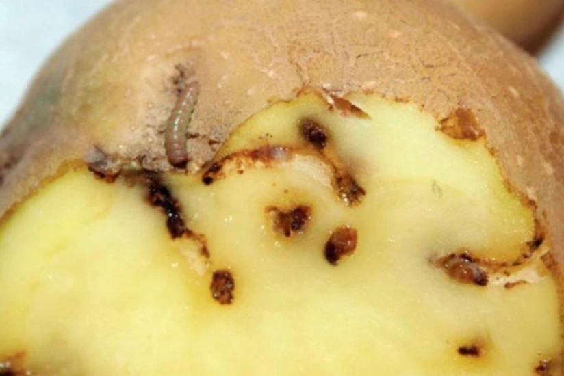 İrandan gətirilən kartofda qurd tapılıb