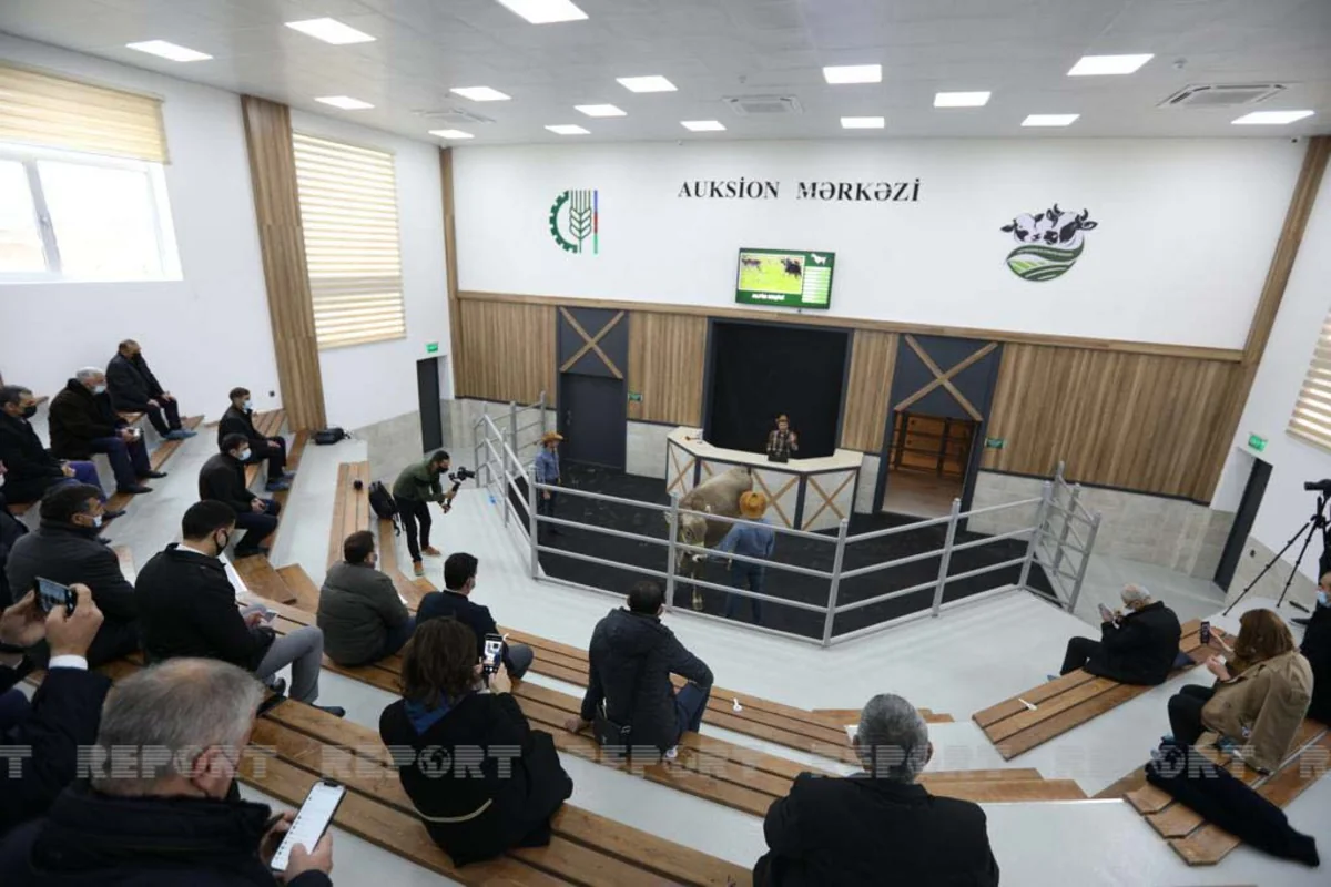 Azərbaycanda heyvanlar ilk dəfə hərraca çıxarılır