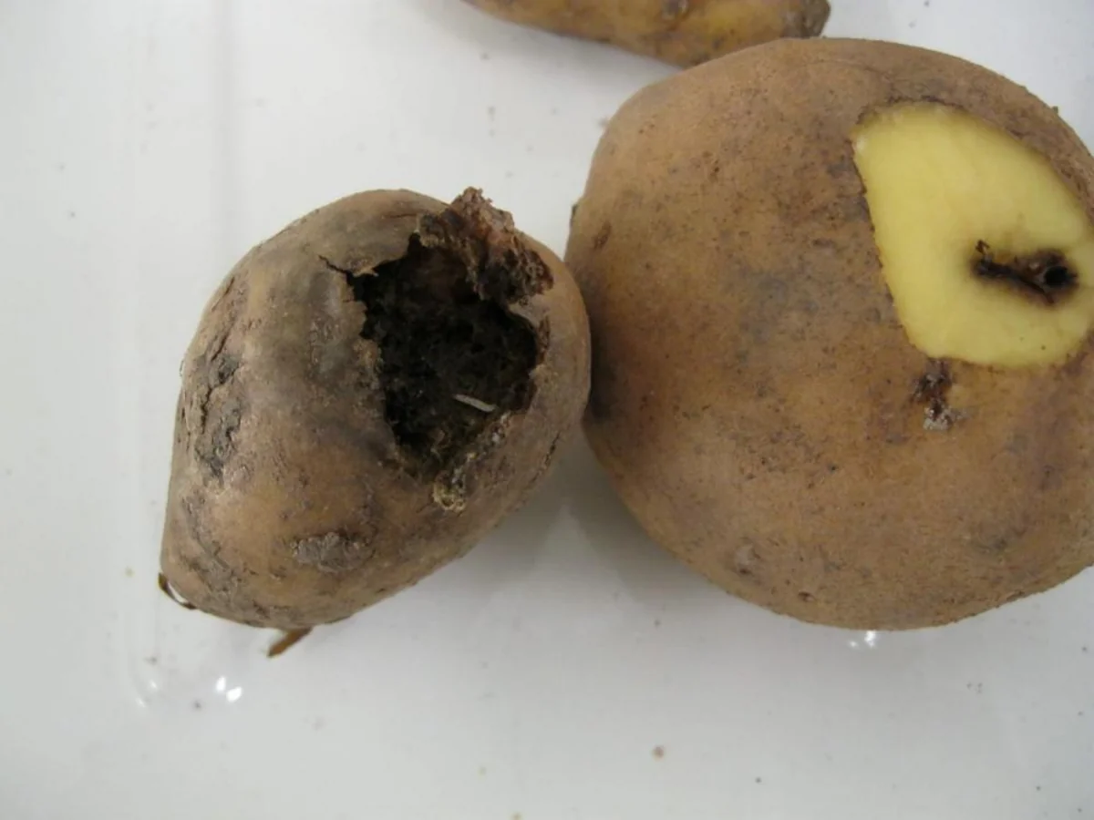 Azərbaycan İrandan gətirilən 48 ton zərərli kartofu geri qaytarır