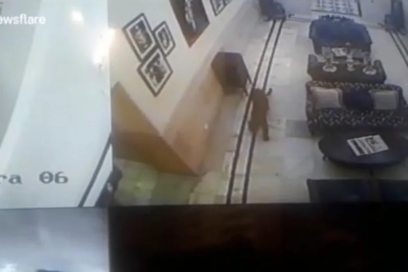 В один из отелей Индии зашёл леопард - ВИДЕО