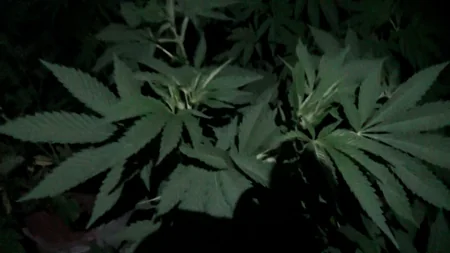 DİN əməliyyat keçirib, 11 nəfər saxlanılıb - VİDEO