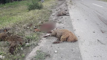 Qəbələdə avtomobillər qoyun sürüsünü vurub, heyvanlar tələf olub - YENİLƏNİB