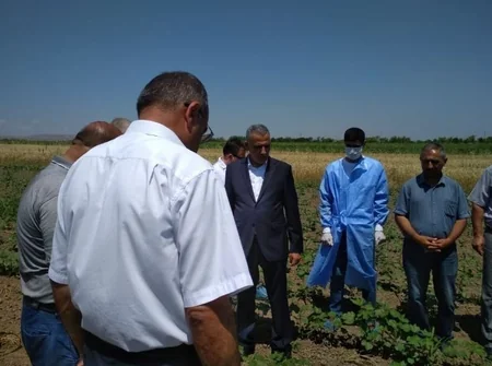 Dövlət Fitosanitar Nəzarəti Xidmətinin rəhbəri Tərtərin zəhərlənmə baş vermiş pambıq sahəsində olub