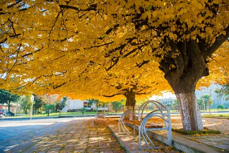 Lənkəranda “Qızıl payız” - FOTOREPORTAJ