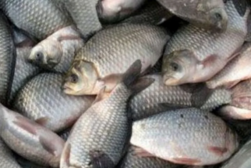 Azərbaycanın balıqçılıq müəssisəsi səhmdarlarına hesabat verəcək