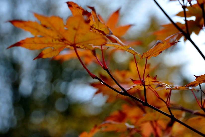 Weather forecast in Azerbaijan for tomorrow announced