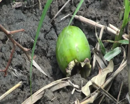 Göyçayda bir gecədə 60-dan çox meyvə ağacı kəsilib
