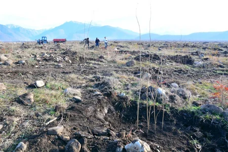 Azərbaycanda yeni fındıq bağları salınır: yüzlərlə yeni iş yeri, bol məhsul gözlənilir