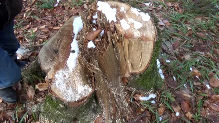 Meşələri məhv edənlərə qarşı əməliyyat keçirildi