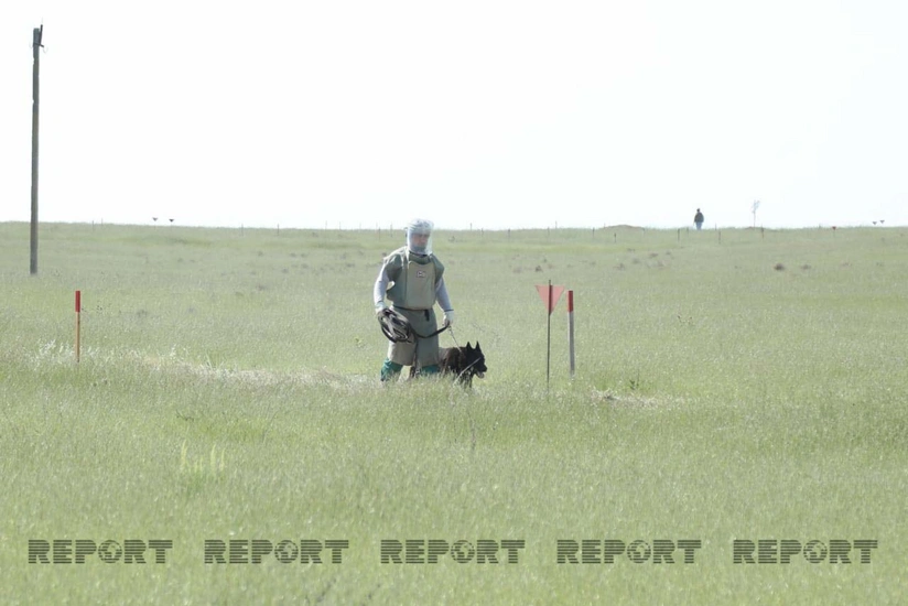 Qubadlıda mina partlayıb, bələdçi xəsarət alıb, it tələf olub