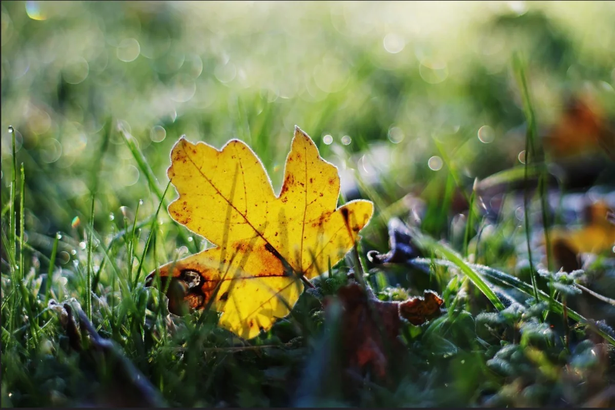 Weather forecast for December announced