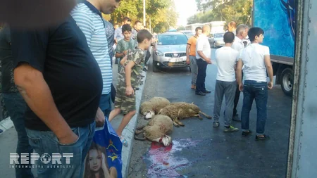 Bakıda heyvanları daşıyan yük maşını aşıb - FOTO