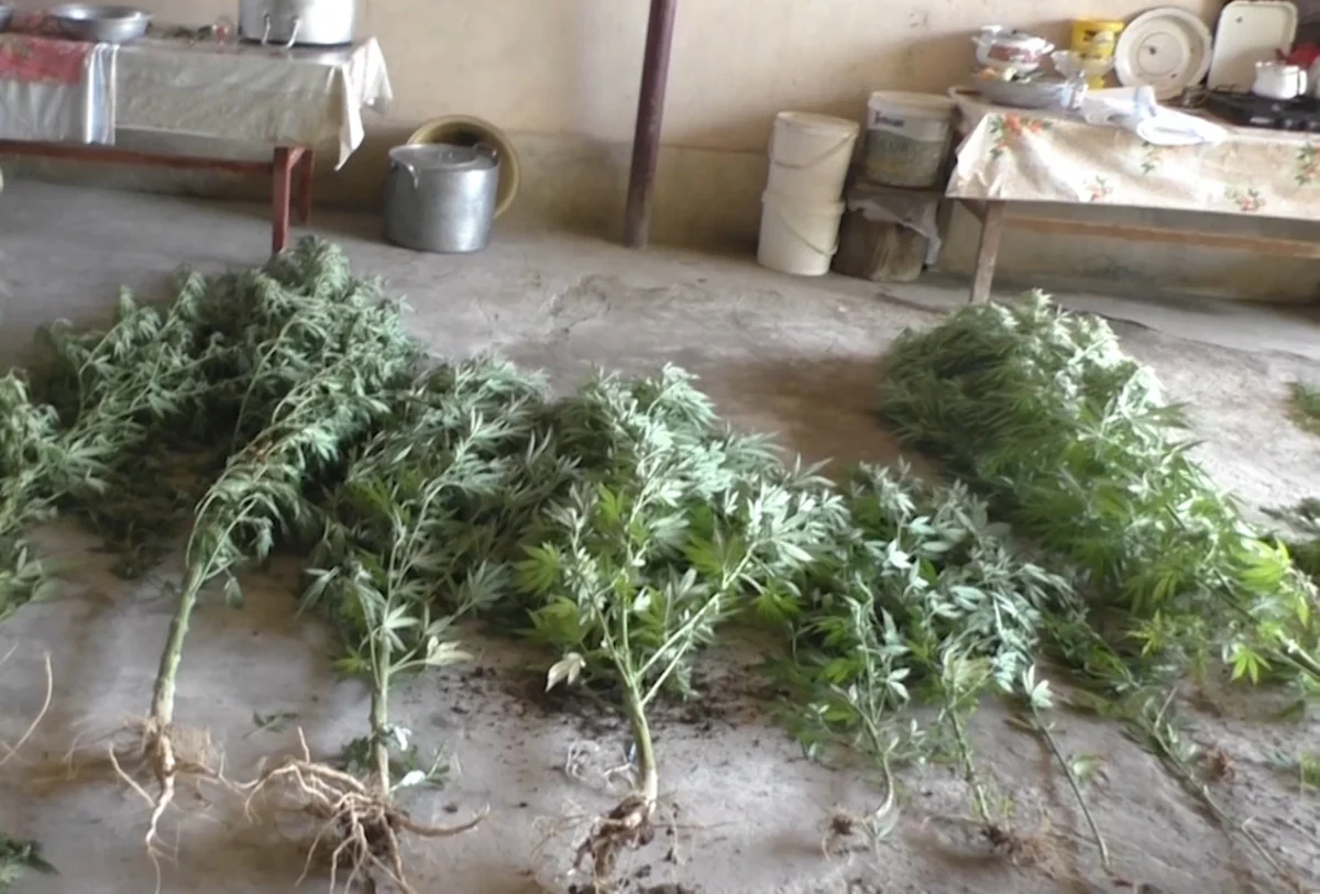 Şəmkirdə narkotik yetişdirən qadın saxlanılıb