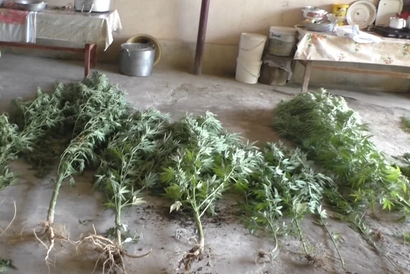 Şəmkirdə narkotik yetişdirən qadın saxlanılıb