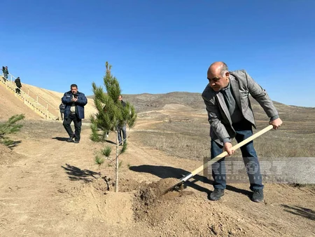 Cəbrayılda Ağıllı tingçilik ərazisində 200-dən çox şam ağacı əkilib