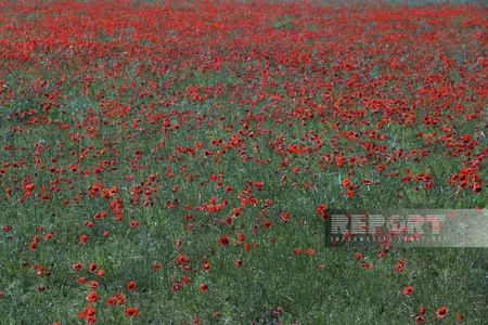 ETSN vətəndaşları Ağgöl Milli Parkını ziyarət etməyə çağırıb