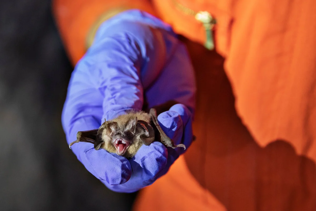 Can humans transmit Covid-19 to bats, and other wildlife?