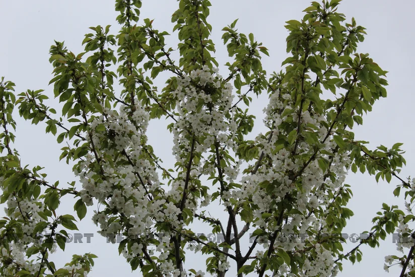 Tbilisidə sakuranın çiçəkləməsi: ömrün faniliyi və ümid simvolu - FOTOREPORTAJ