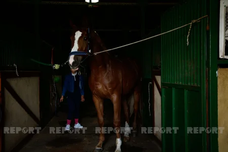 Karabakh horses and Georgia - RESEARCH