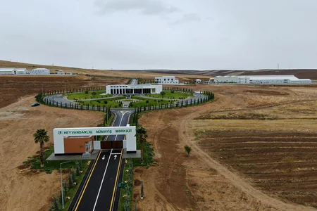 Azərbaycanda yeni cins keçilərin satışına başlanılıb