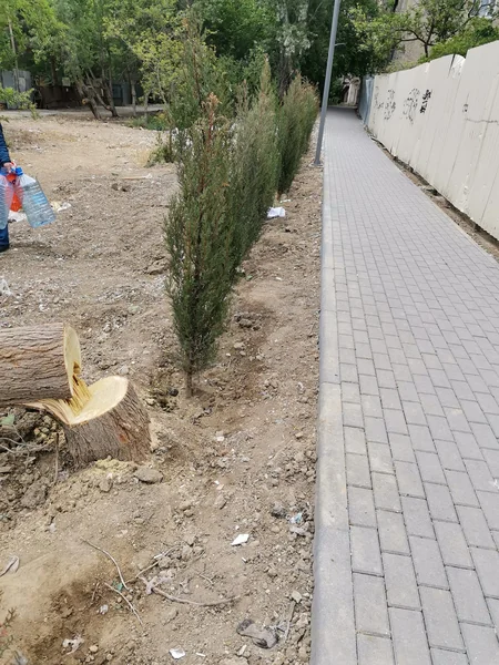 Bakıda ağaclar qanunsuz kəsilib, araşdırma aparılır