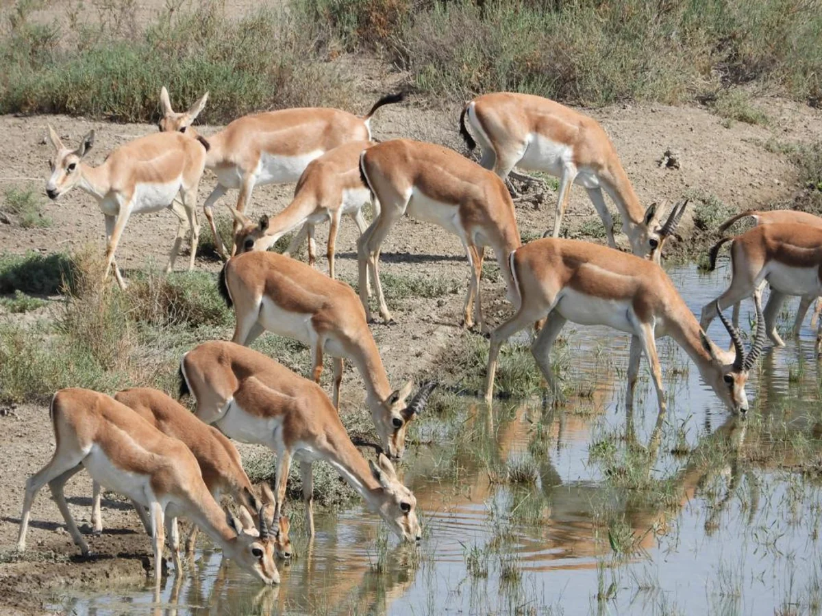 33 gazelles released into Azerbaijan's liberated territories